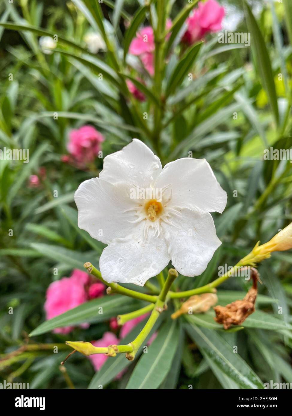 L'oleandro di Nerium è un arbusto sempreverde o un piccolo albero della famiglia dei dogbane Apocynaceae, tossico in tutte le sue parti. Foto Stock