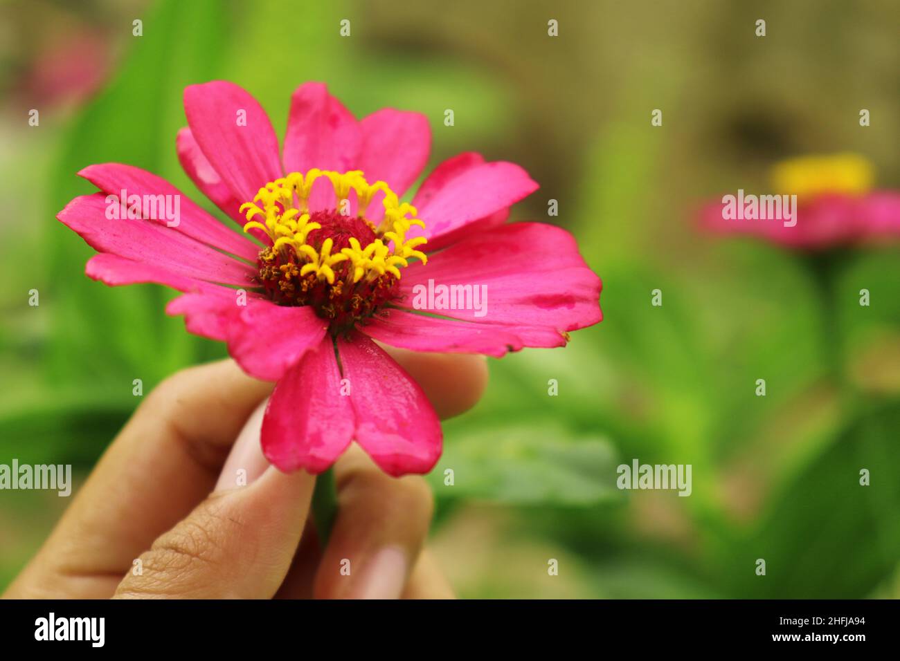 Rosa Zinnia fiore fiorisce splendidamente Foto Stock