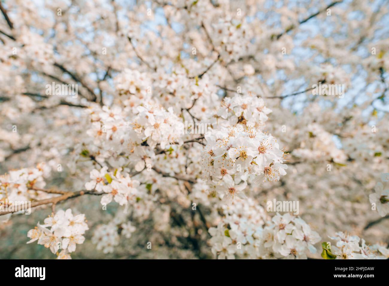 Blooming white sakura cherry blossom fiori close-up Foto Stock
