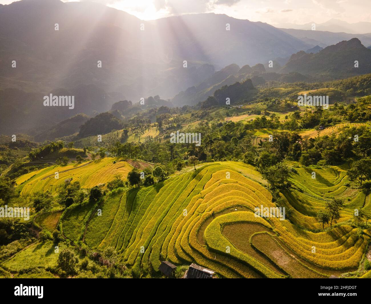 Terrazze di riso in stagione di riso maturo Foto Stock