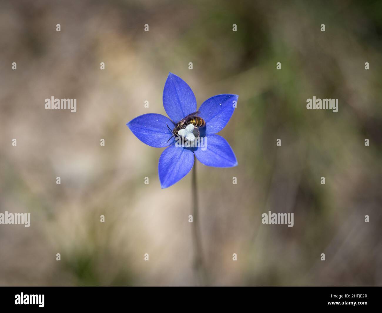 Un'ape raccoglie il polline da un fiore annuale di Hairy Bluebell (Wahlenbergia gracilenta) Foto Stock