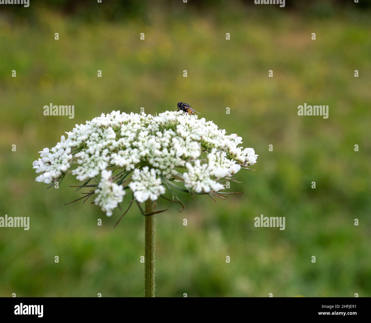 Un piccolo mosca seduto sopra un fiore di carota selvaggia. (Daucus carota) Foto Stock