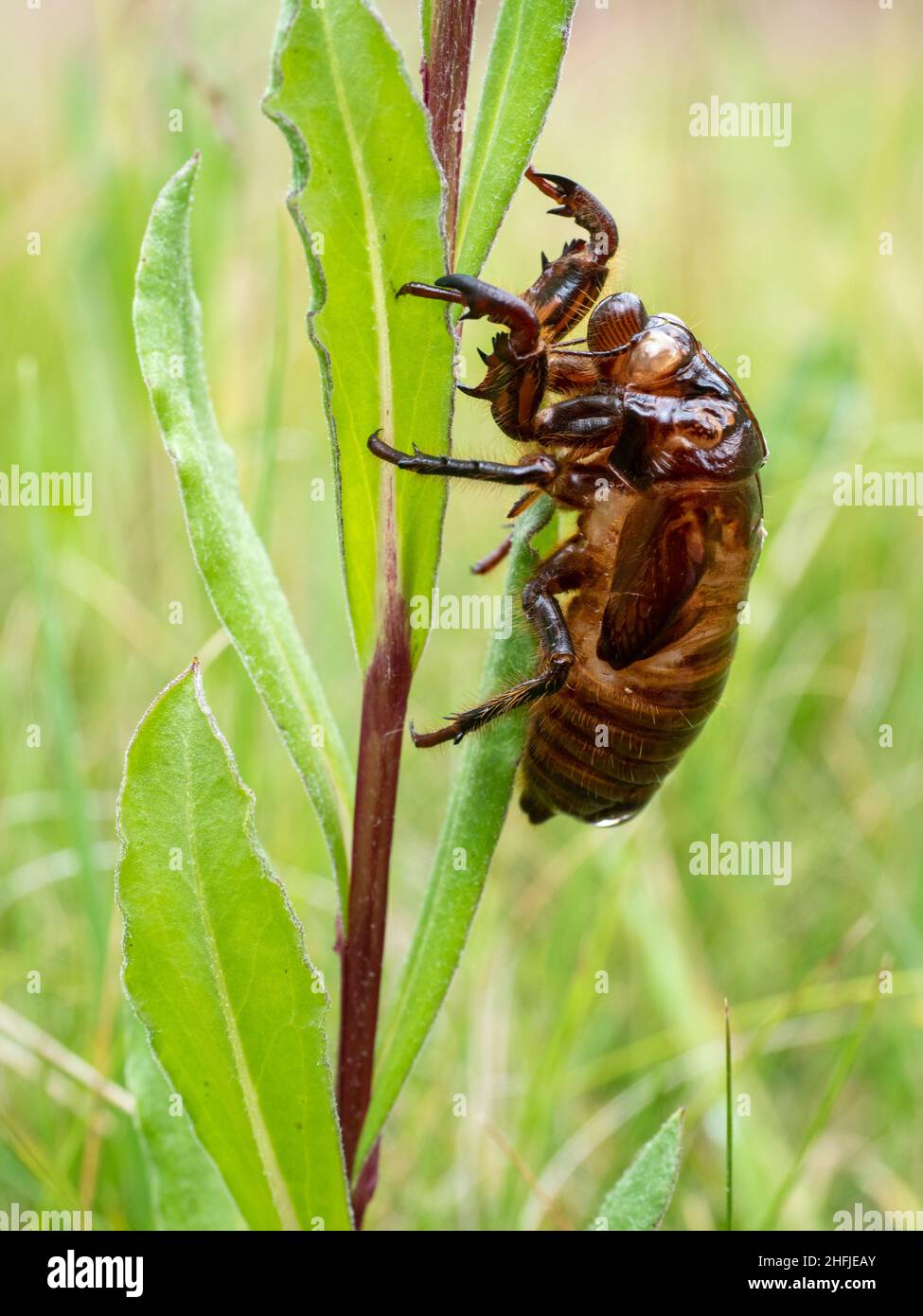 L'esoscheletro vuoto scartato della forma ninfa di una cicada. Victoria, Australia. Foto Stock