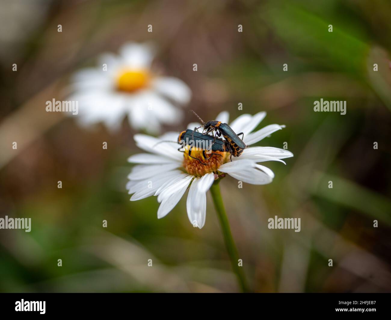Due coleotteri soldato della peste su una margherita ad occhio di bue Foto Stock