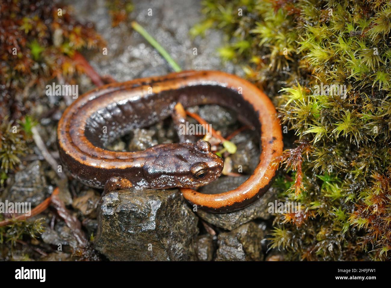 Primo piano su una forma arancione del salamander rosso occidentale sul pavimento della foresta nello stato di Washington Foto Stock