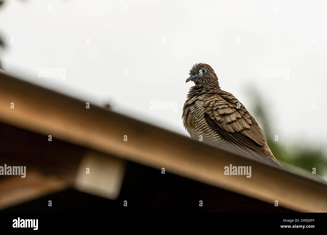 Zebra dove o Barrec Ground dove o Giavanese striato Ground dove seduto su un tetto sull'isola di Kauai, Hawaii Foto Stock