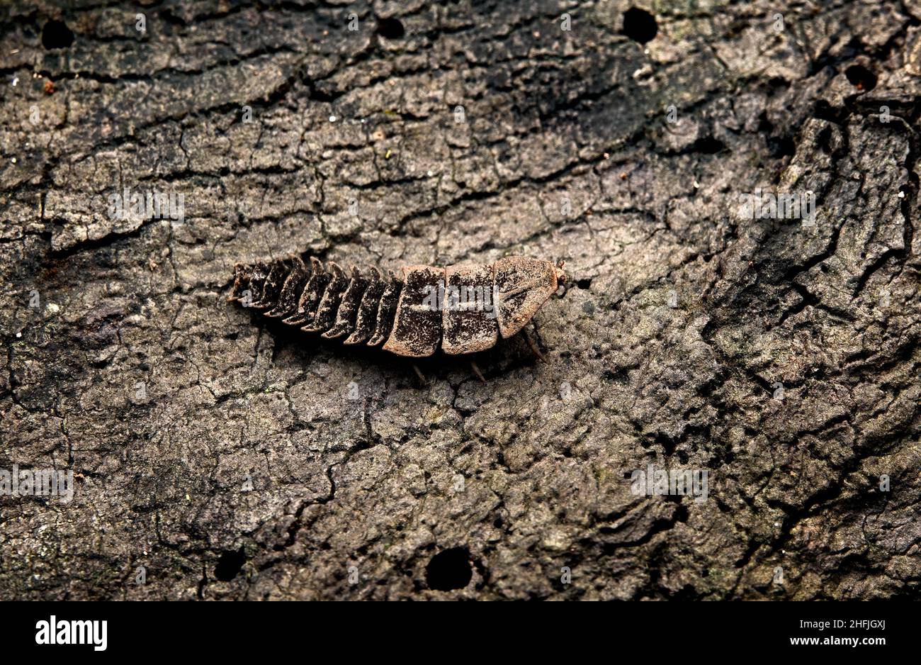 Larva a coleotteri con ali rete, scatti macro, bella scena naturale. Primo piano di belle creature fauna selvatica nel loro habitat naturale di natura selvaggia Foto Stock