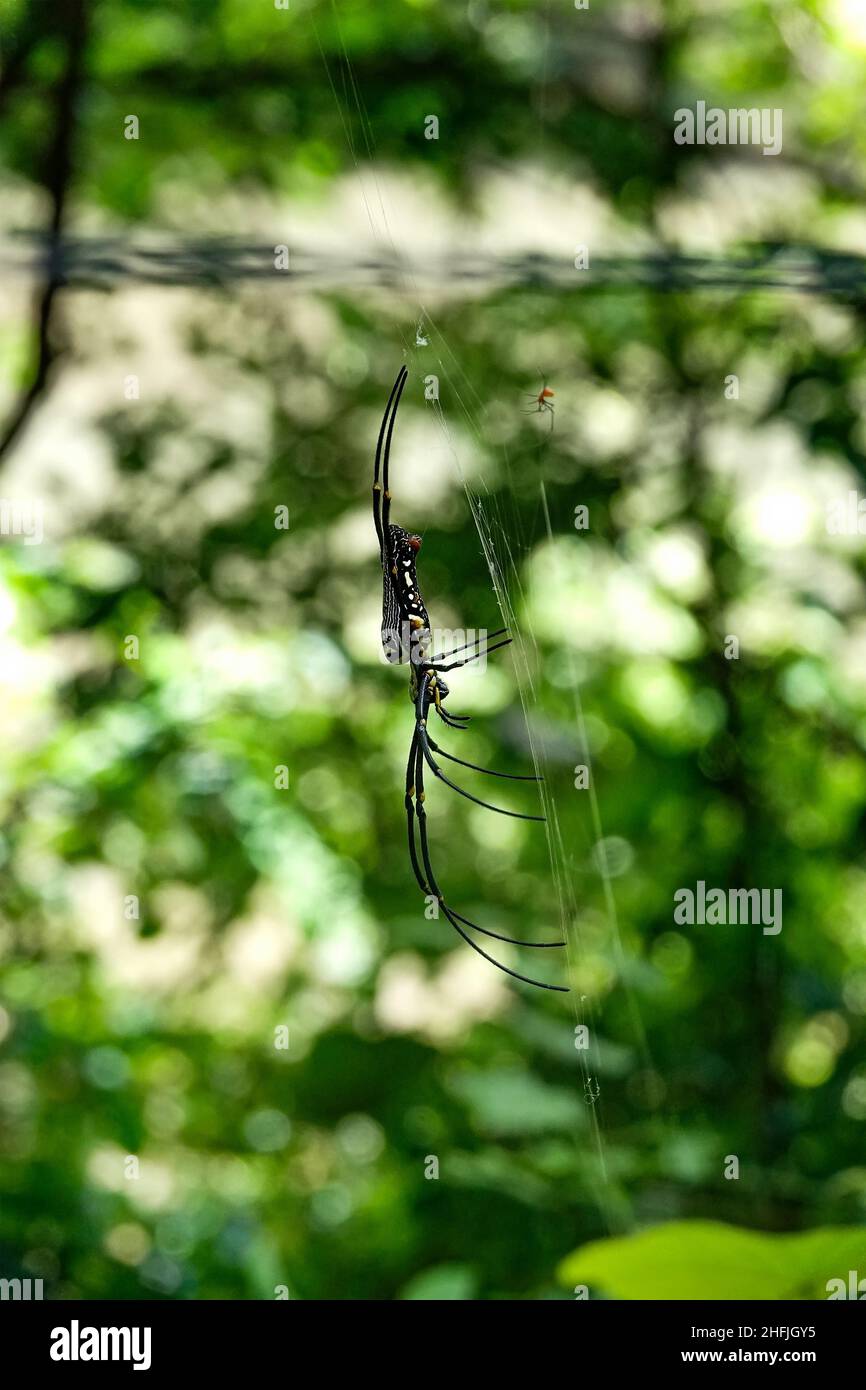 Nero & giallo papies spaventoso Nephila (tessitore dorato settentrionale dell'orb o tessitore dorato gigante dell'orb) insetto predatore del ragno su uno sfondo naturale Foto Stock