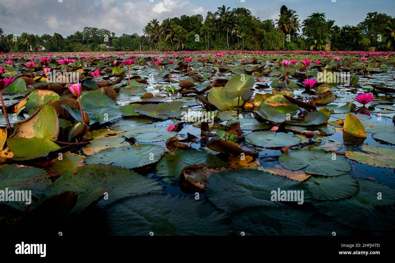 Bellissimo scenario del giglio d'acqua rosa nel lago all'alba. Primo piano di loto rosa. Giglio d'acqua rosa nel lago Foto Stock