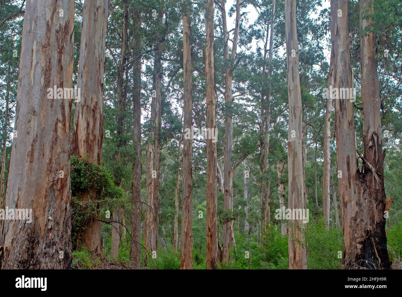 Karri alberi in Gloucester National Park Foto Stock