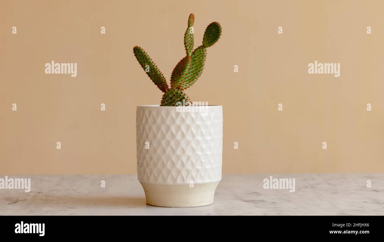 Cactus rosso dell'orecchio del coniglietto in una pentola bianca Foto Stock