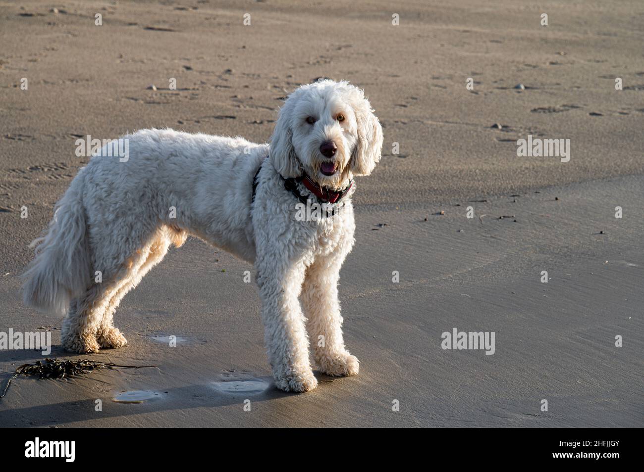Furry bello maschio labradoodle su una spiaggia in Irlanda Foto Stock