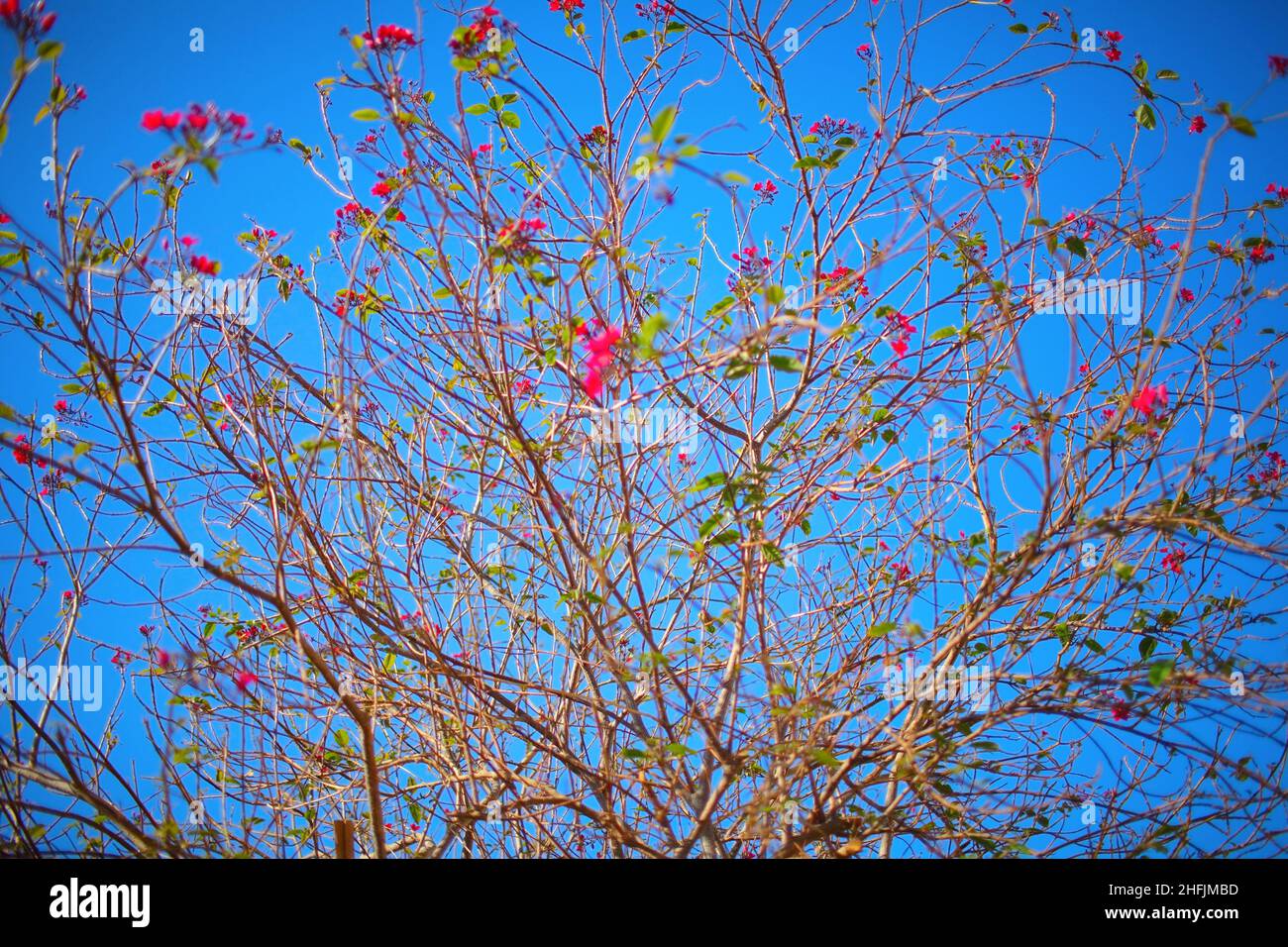 Giovane albero fiorito all'inizio della stagione primaverile. Foto Stock