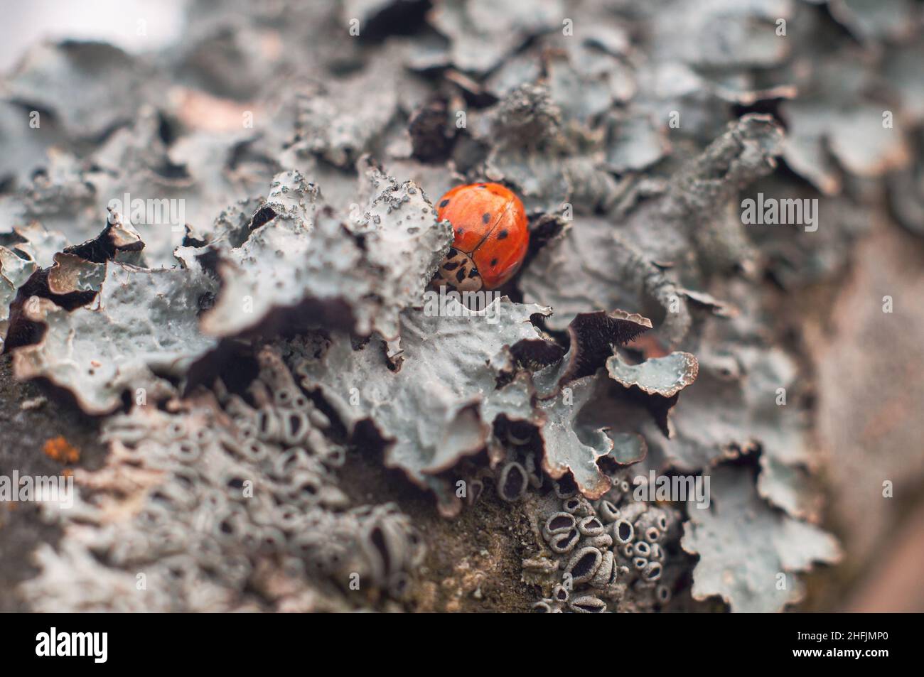 Il ladybug rosso dorme in un lichen su un albero, ibernazione di insetto. Sfondo con profondità di campo ridotta e messa a fuoco morbida. Foto Stock