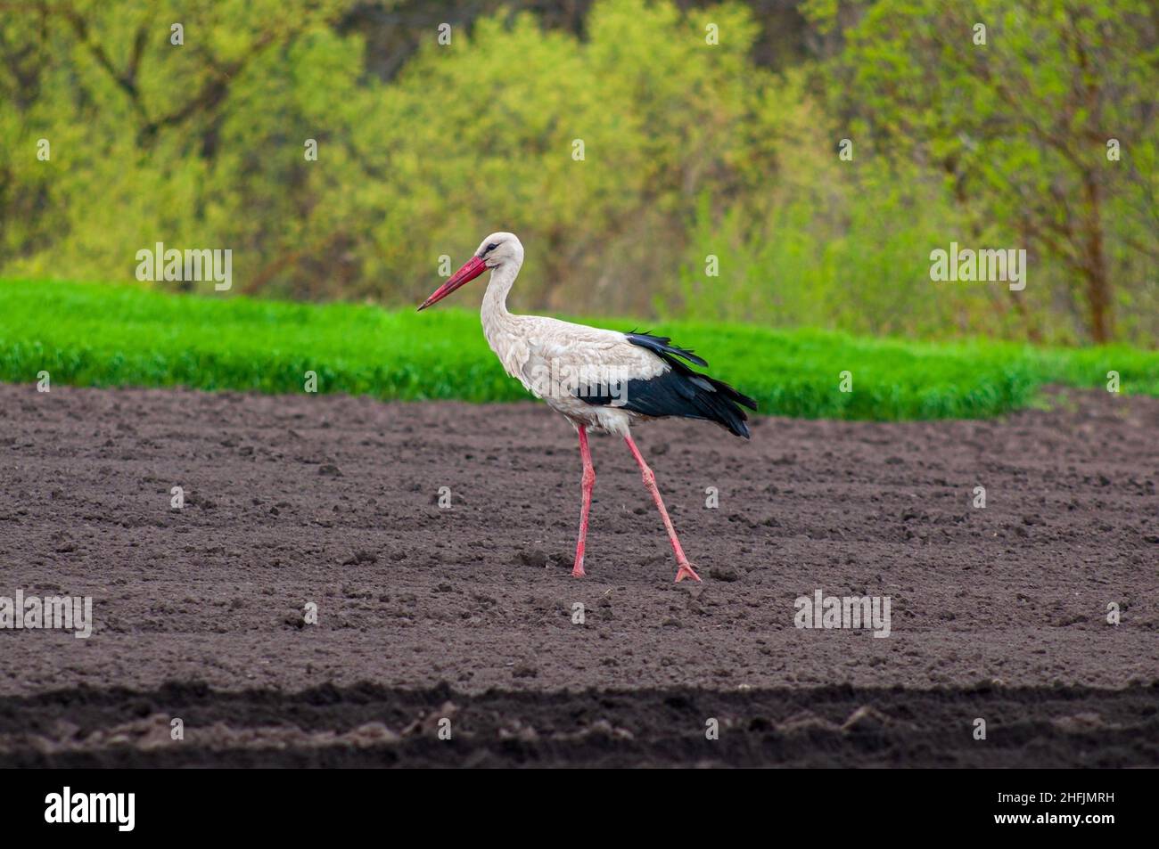 Una cicogna bianca europea per adulti attraversa un campo arato in cerca di cibo. Adattamento degli uccelli in campagna, convivenza con le persone. Foto Stock