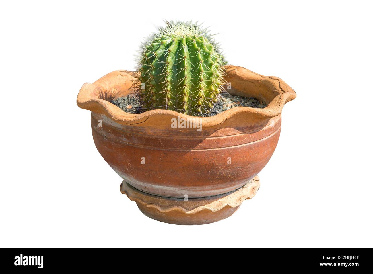 Fiore di fiore di Cactus in vaso di argilla, fuoco selettivo Foto Stock