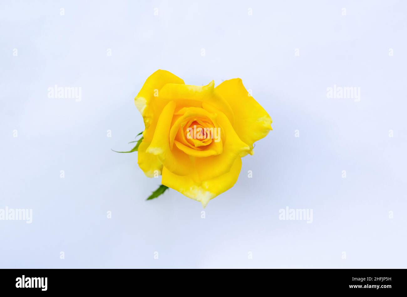 Vista dall'alto del fiore giallo rosa come forma d'amore isolato su sfondo bianco di carta. Foto Stock