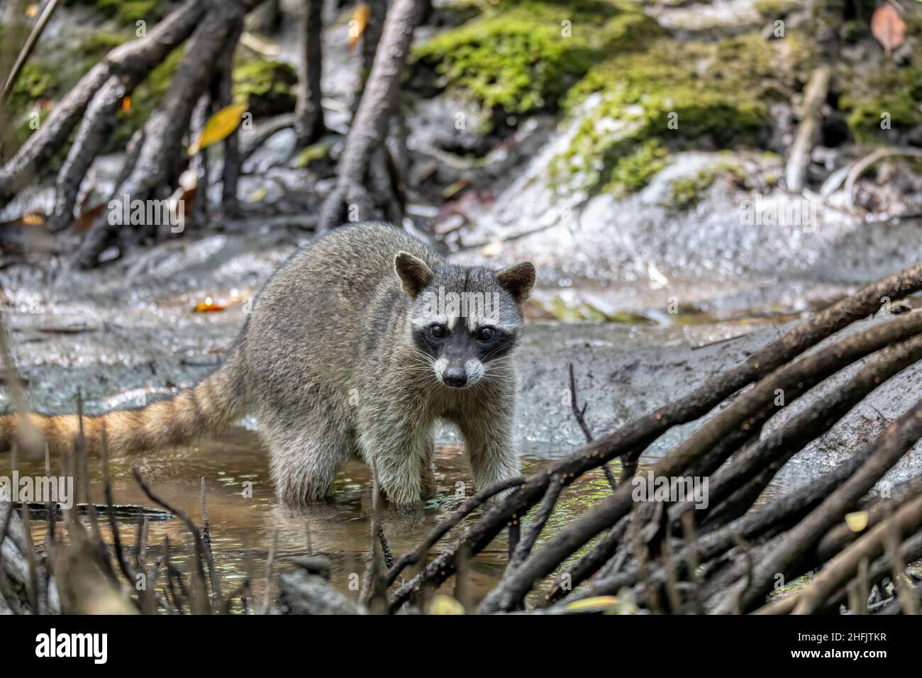 Il raccoon che mangia granchi o il raccoon sudamericano (Procyon cancrivorus) che cerca cibo nel piccolo fiume. Riserva naturale di Curu, Costa Rica fauna selvatica Foto Stock