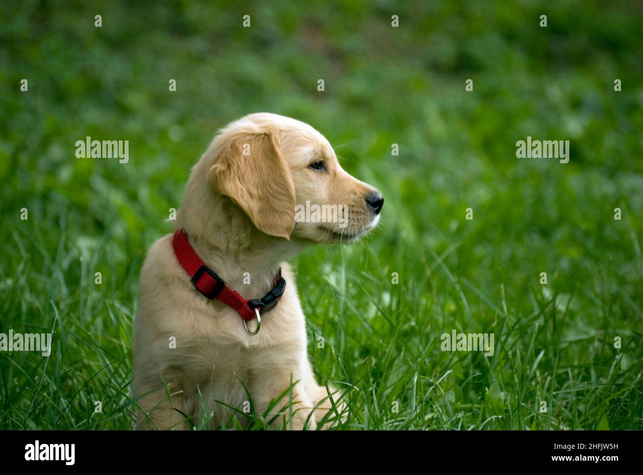 Golden Retriever cucciolo di cane Foto Stock