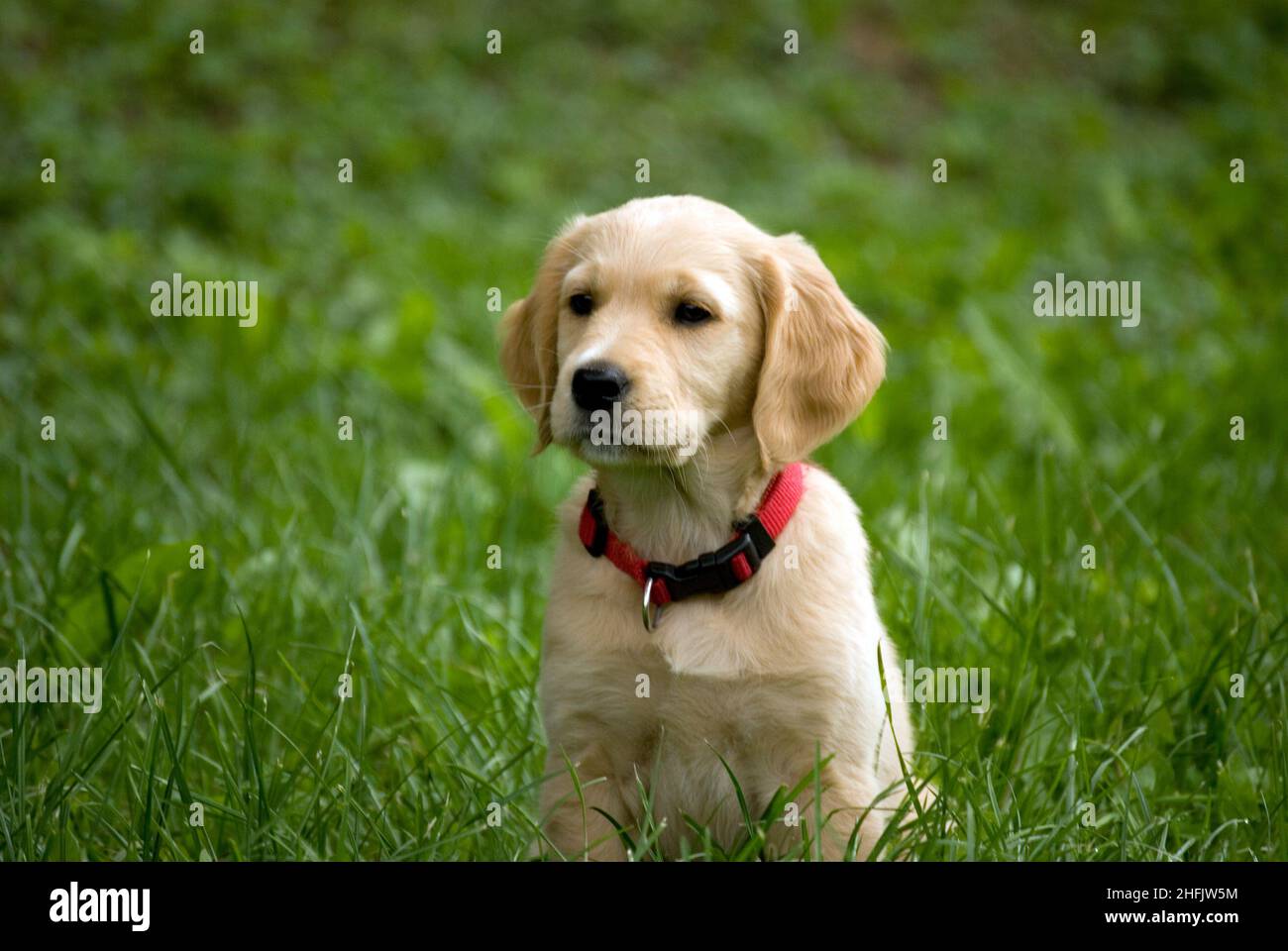 Golden Retriever cucciolo di cane Foto Stock