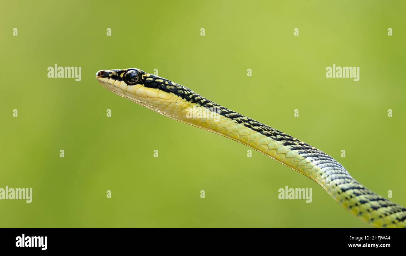 Primo piano di Golden Tree Snake isolato su sfondo verde sfocato Foto Stock