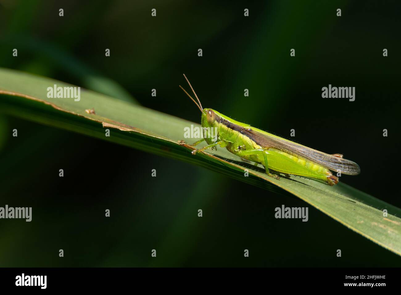 Cavalletta colorata appollaiata sulla foglia d'erba con sfondo sfocato verde scuro Foto Stock