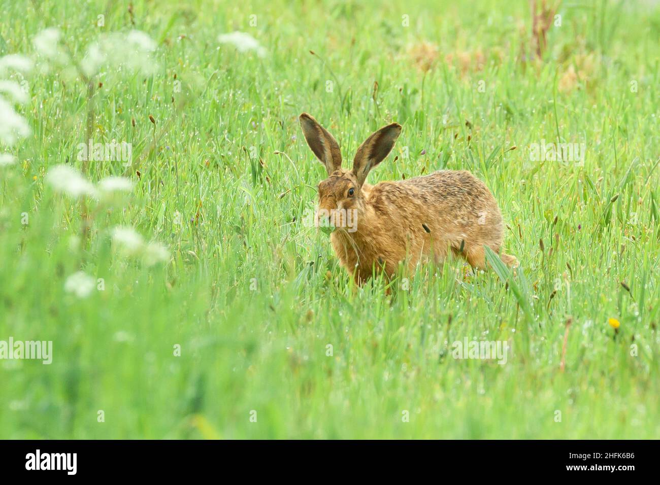 Carino marrone Norfolk lepre in campo di erba in primavera Inghilterra. Animali naturali di prima mattina Foto Stock