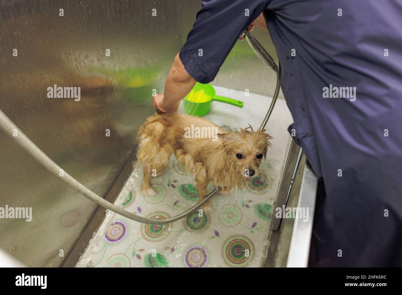 cropped il groomer esperto lavi con attenzione il cane in bagno, prima della procedura di grooming. piccolo cucciolo spitz ottenere usato a tali procedure Foto Stock