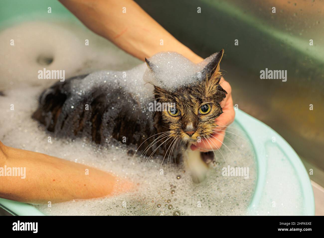 Groomer lavaggio gatto nel salone grooming. Un sacco di schiuma Foto Stock