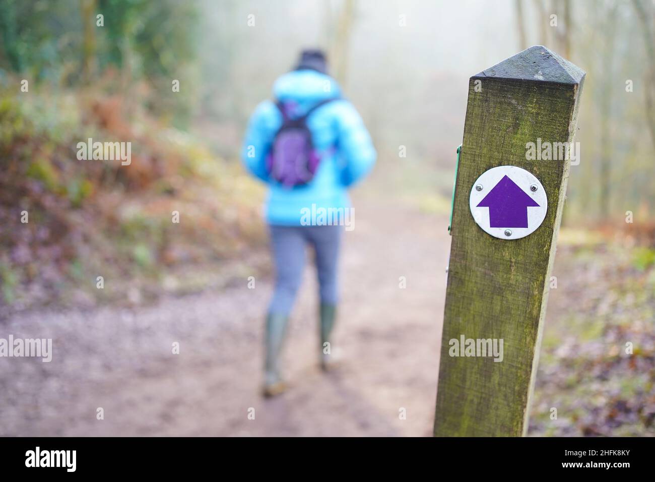 Pedalata pubblica viola freccia segno (permissive ponte) su bosco post in un inverno UK mattina con isolato vista posteriore di donna a piedi in welllies. Foto Stock
