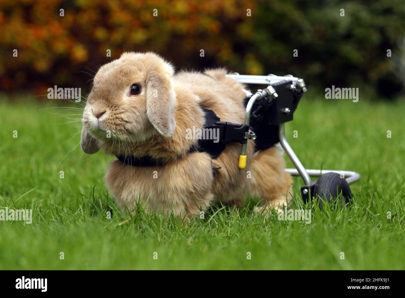 Un coniglio che a causa di gambe posteriori non funzionanti ha avuto ruote aggiunto ad un carro che gli permette di superare con successo la mobilità nel giardino nella sua casa in Inghilterra Surrey nel Regno Unito. Il trasporto è stato fatto da Dogontwheels che fornisce apparecchi simili ai clienti canini. Immagine Garyroberts/worldwidefeatures.com Foto Stock