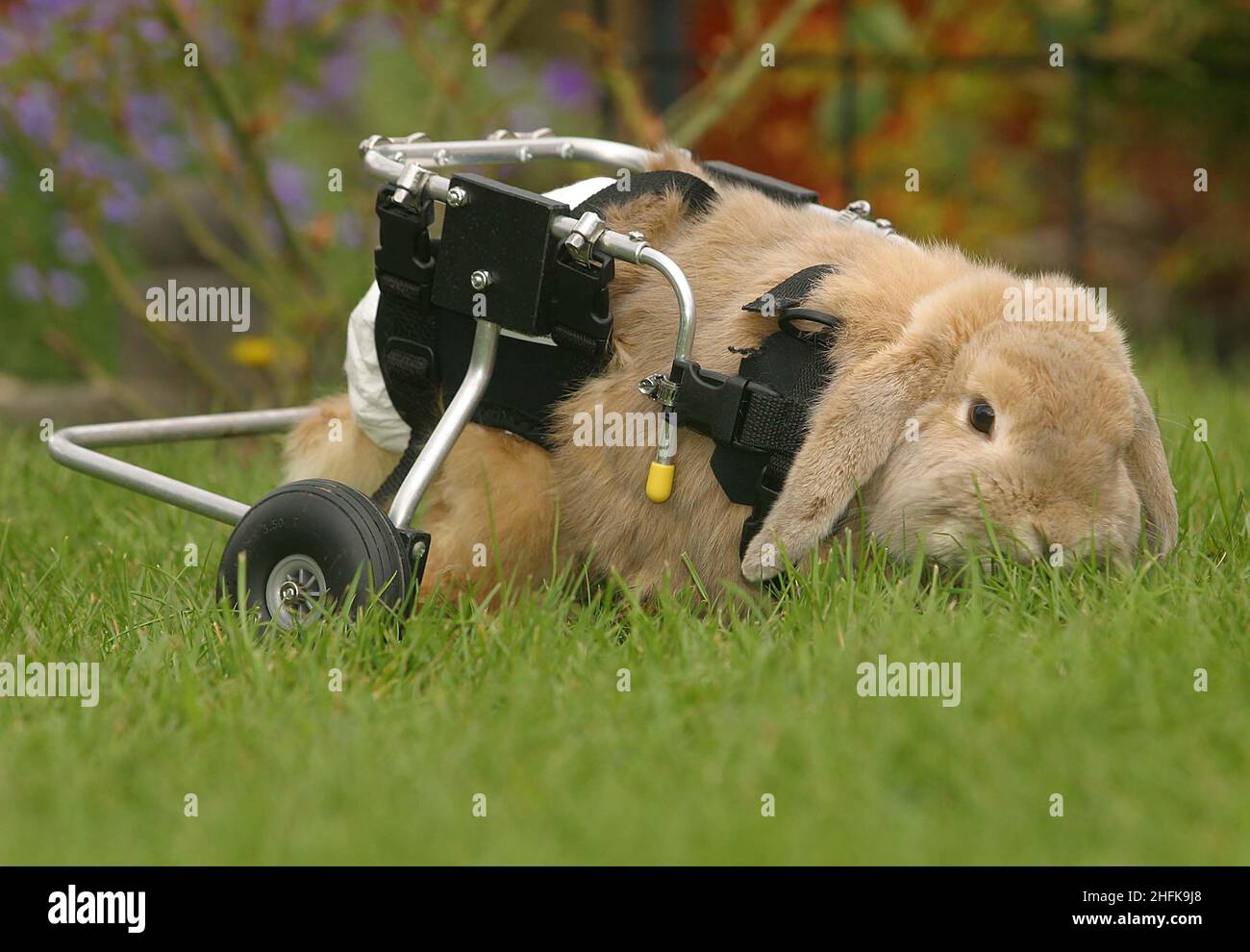 Un coniglio che a causa di gambe posteriori non funzionanti ha avuto ruote aggiunto ad un carro che gli permette di superare con successo la mobilità nel giardino nella sua casa in Inghilterra Surrey nel Regno Unito. Il trasporto è stato fatto da Dogontwheels che fornisce apparecchi simili ai clienti canini. Immagine Garyroberts/worldwidefeatures.com Foto Stock