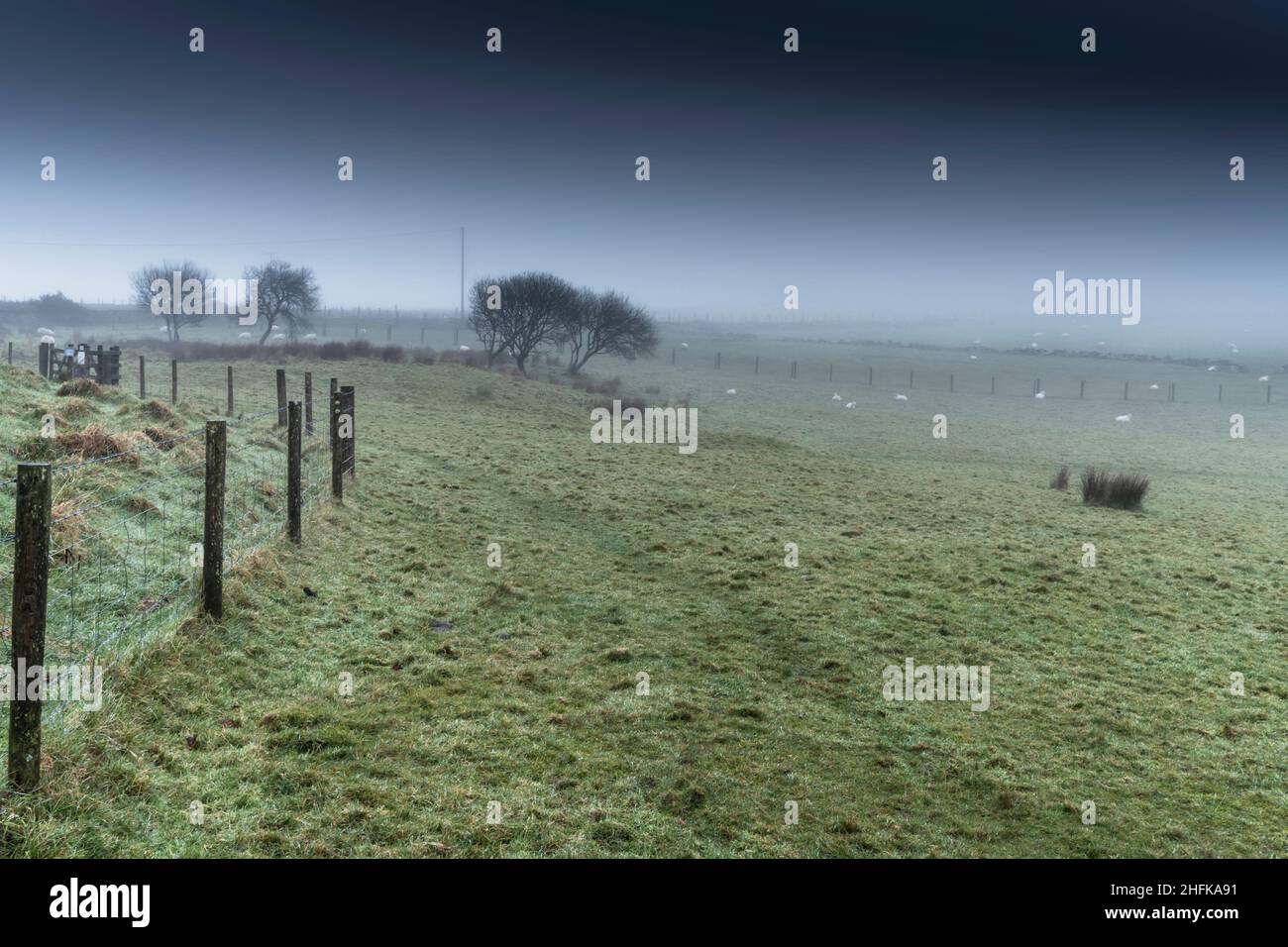 Pascolando terra su un tetro misty Bodmin Moor in Cornovaglia. Foto Stock