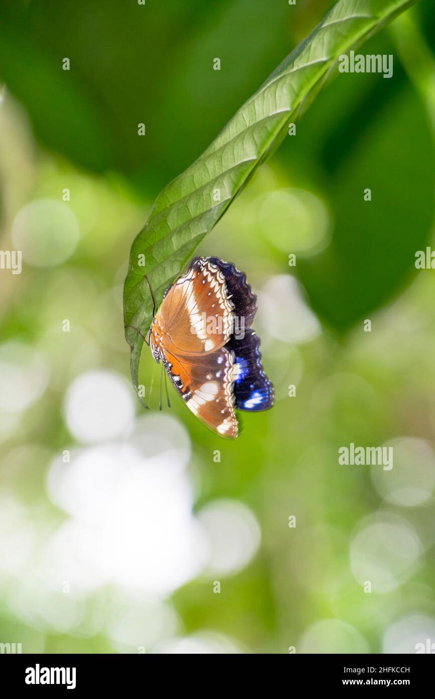 Una farfalla marrone arroccata su un ritratto a foglia verde Foto Stock