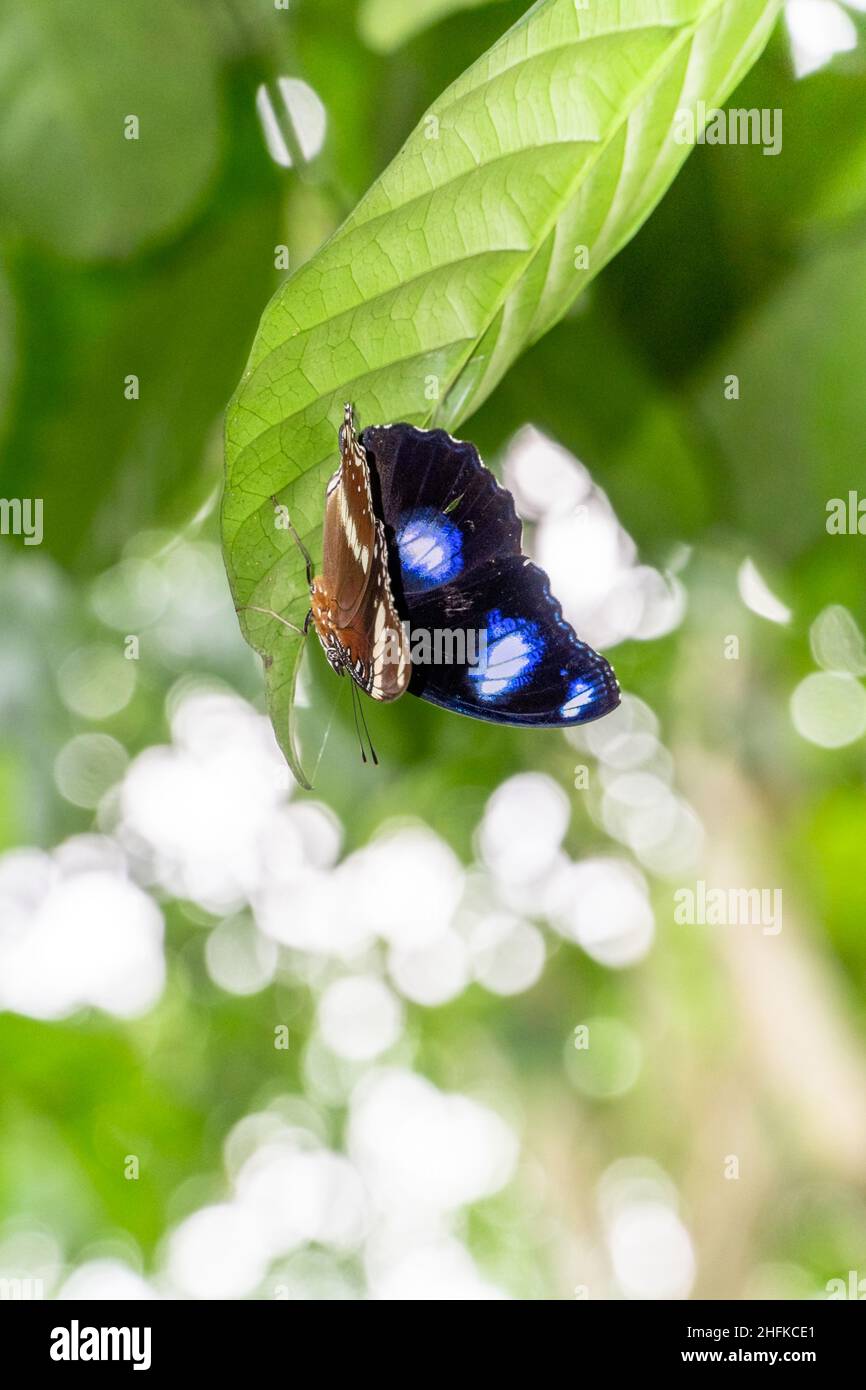 Farfalla bruna-nera arroccata su foglie verdi Foto Stock