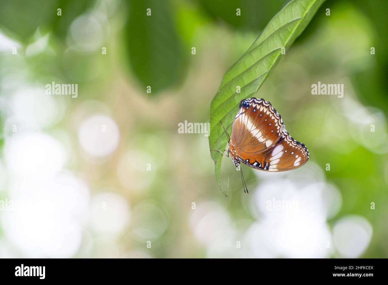 Una farfalla marrone arroccata su una foglia verde Foto Stock