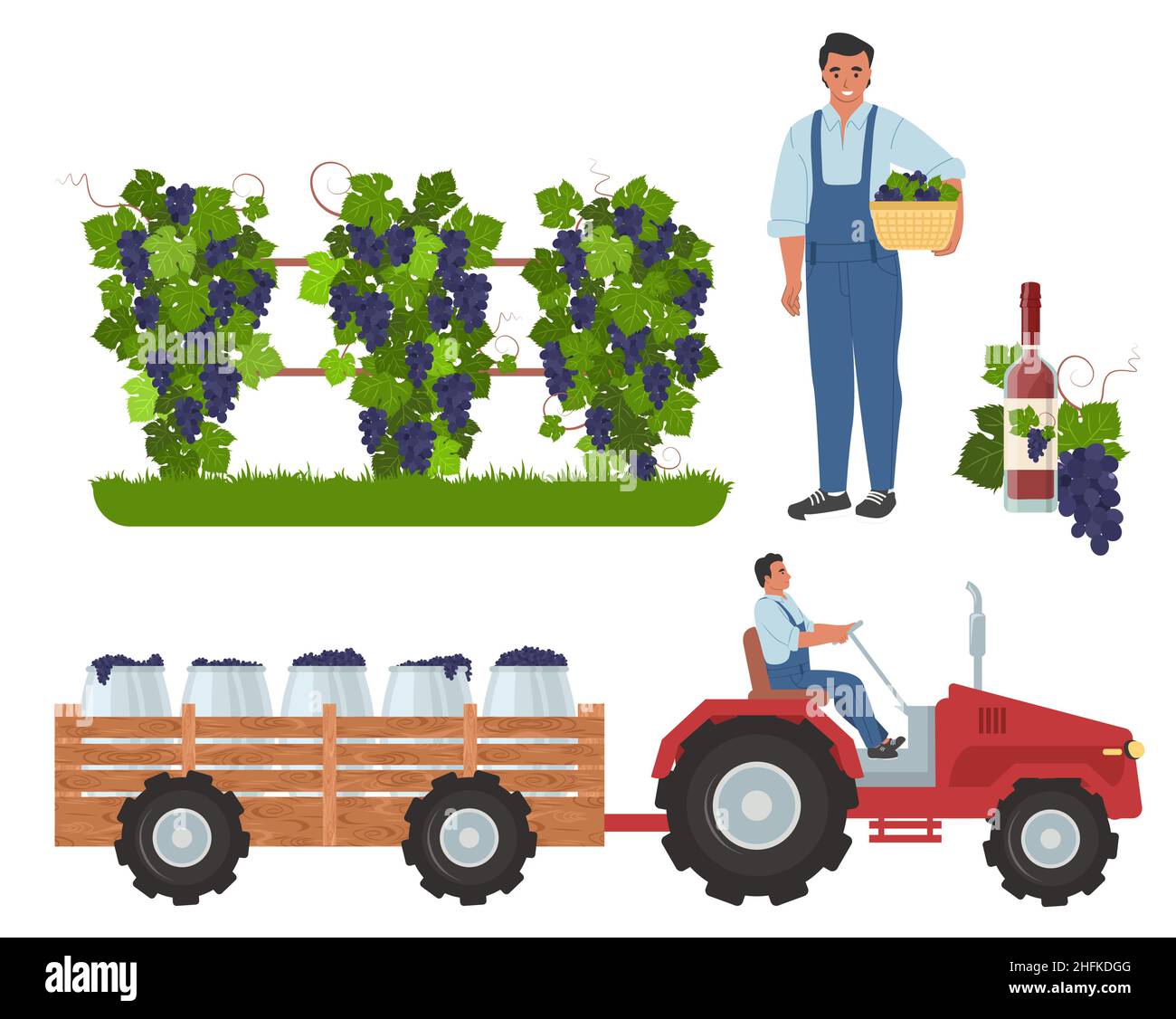 Raccolta dell'uva da vino, illustrazione vettoriale piatta. Vigneto, agricoltore con cesto, trattore che trasporta le uve alla cantina Illustrazione Vettoriale