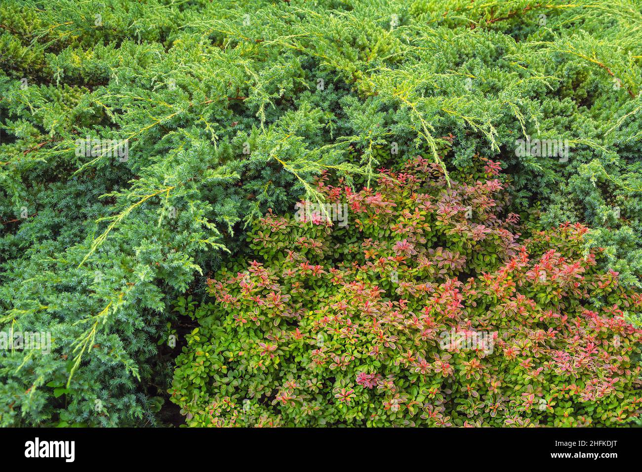 Giardino trama con splendidi arbusti lussureggianti, fine estate Foto Stock