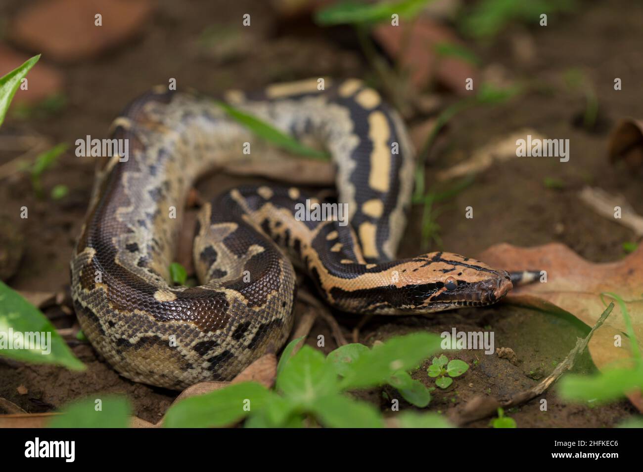 Borneo serpente di pitone a coda corta (Python curtus breitensteini) Foto Stock