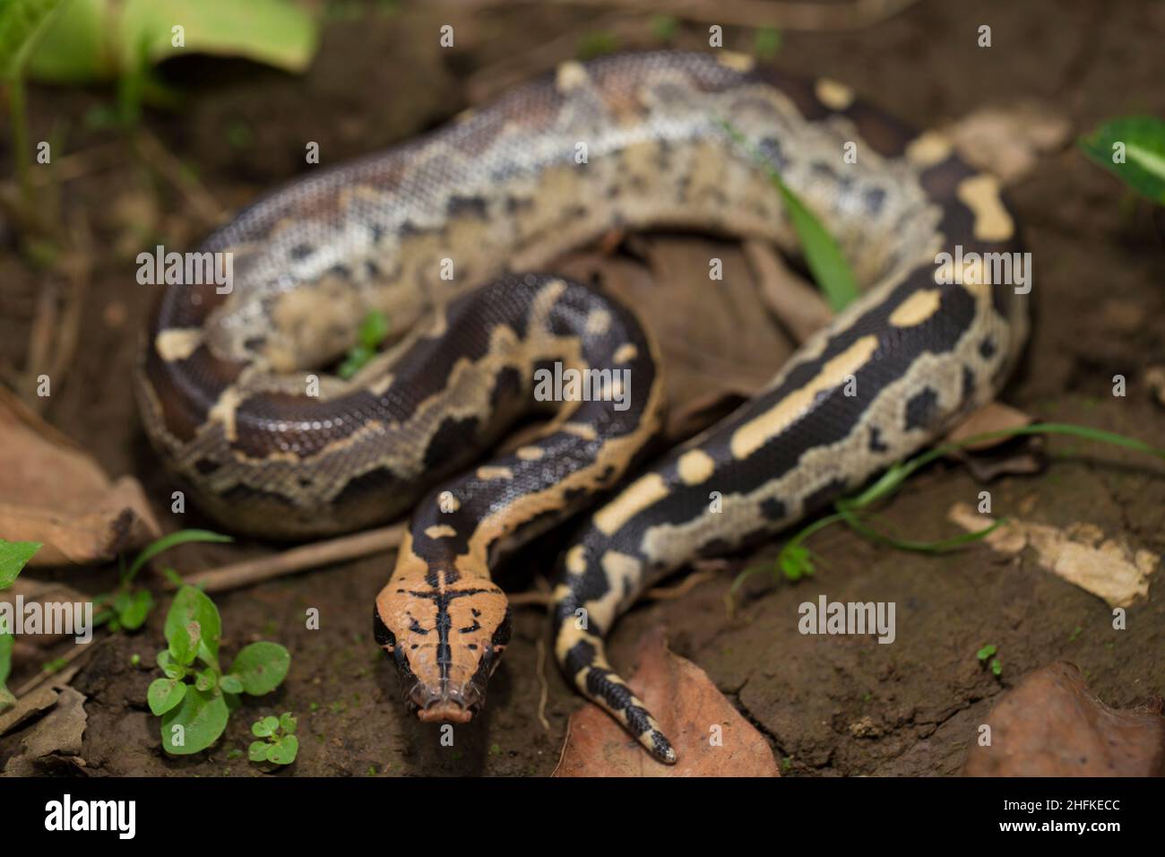 Borneo serpente di pitone a coda corta (Python curtus breitensteini) Foto Stock