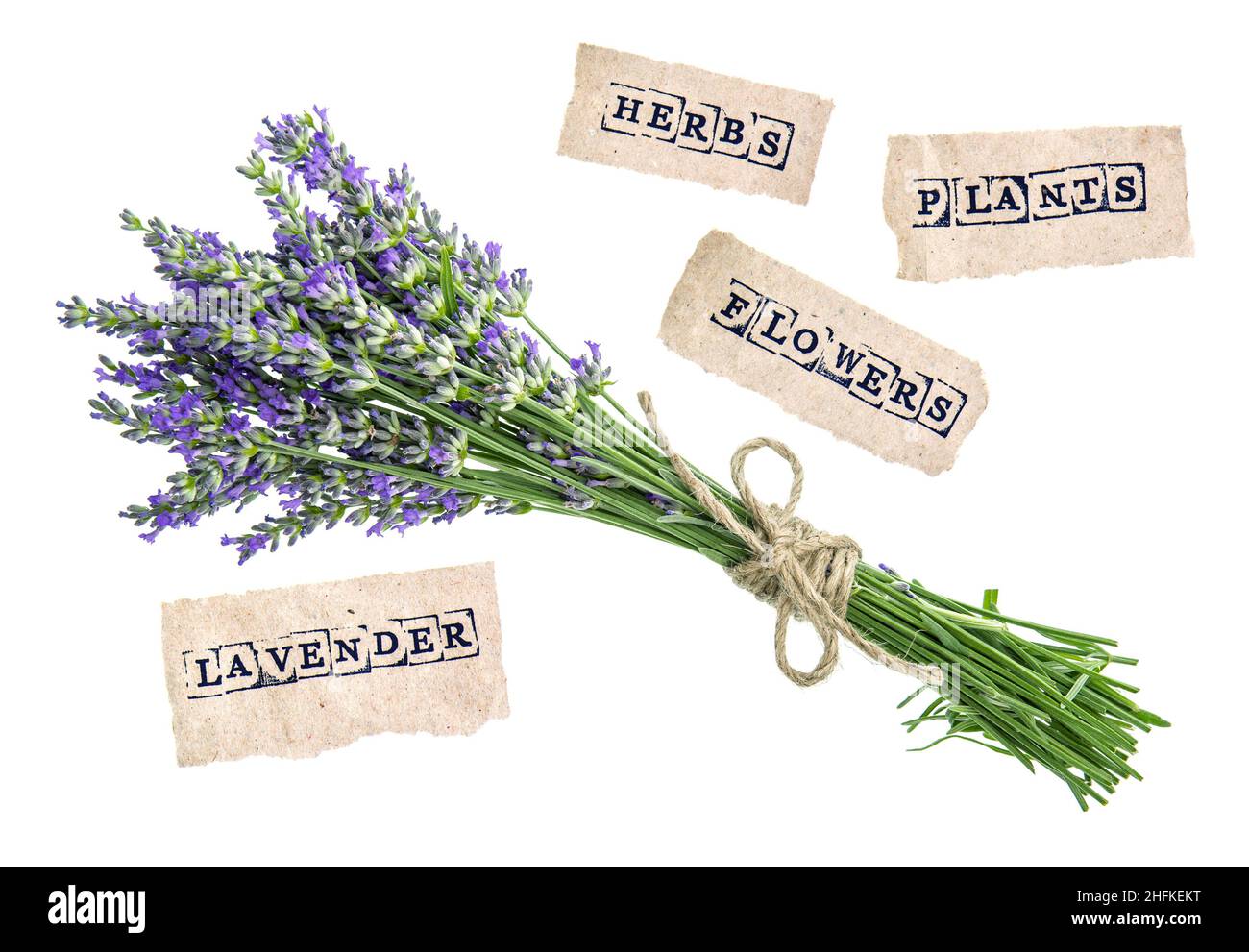 Bouquet di fiori di lavanda isolati su sfondo bianco. concetto con un testo di esempio Foto Stock