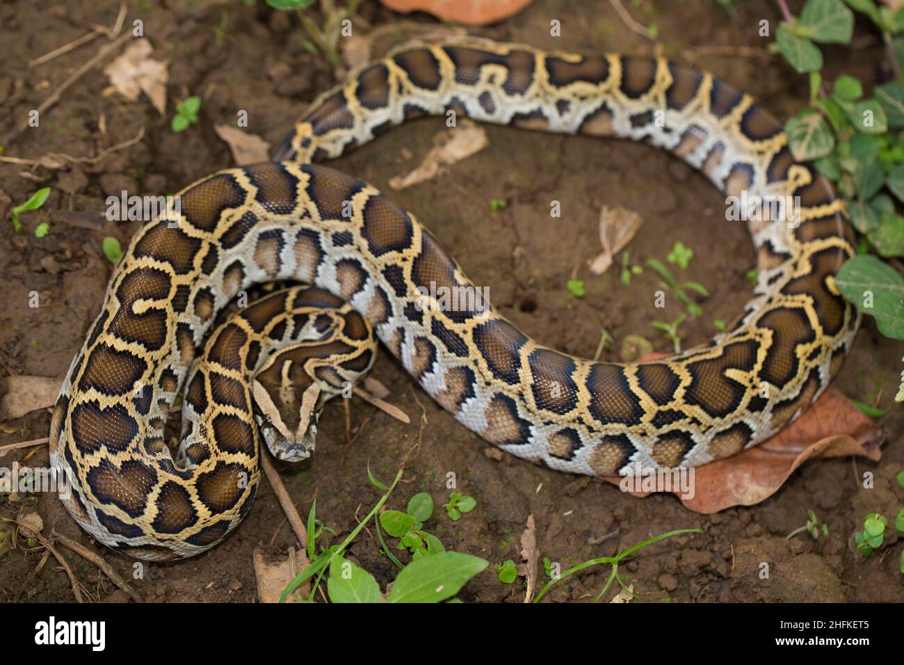 Pitone birmano serpente, Python molurus bivittatus Foto Stock