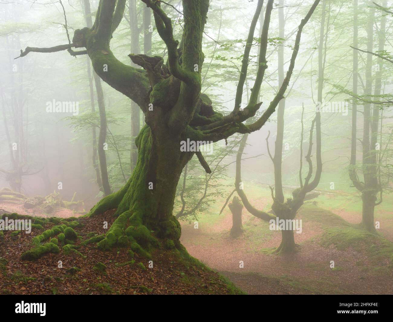 Parque Natural del Gobea Gorbeia Foto Stock