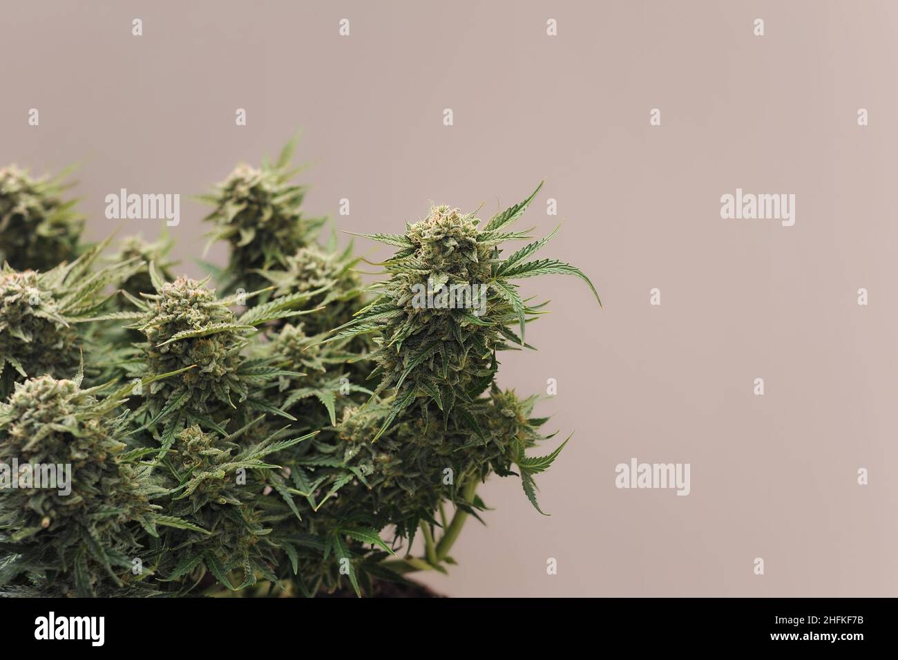 Fiorente cespuglio di cannabis. Marijuana fresca pianta in un sacco crescere. Germogli di canapa verde. Concetto di crescita Miicro. Foto Stock