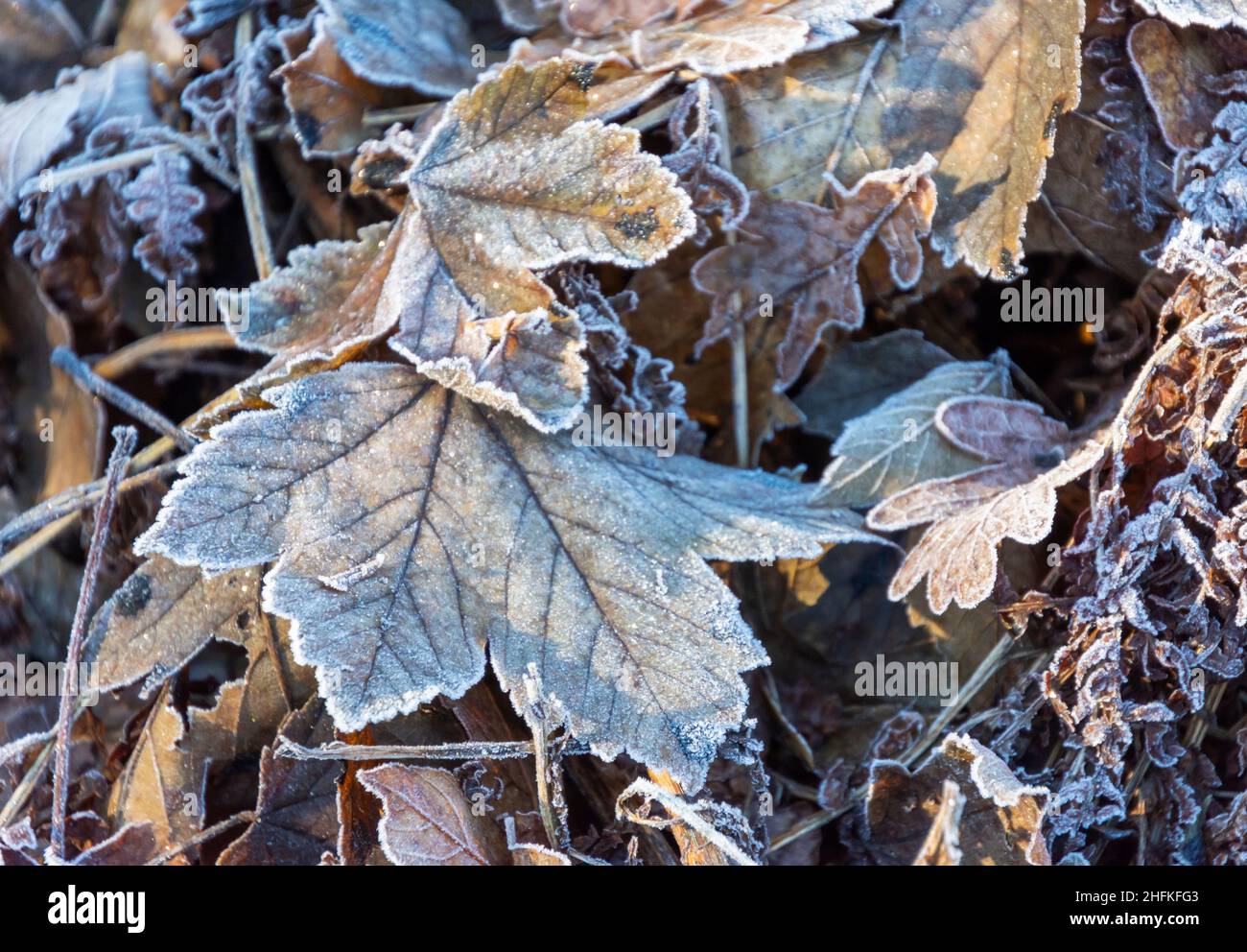 Foglie gelide che sono cadute a terra durante la stagione autunnale, ora decadendo attraverso l'inverno Foto Stock