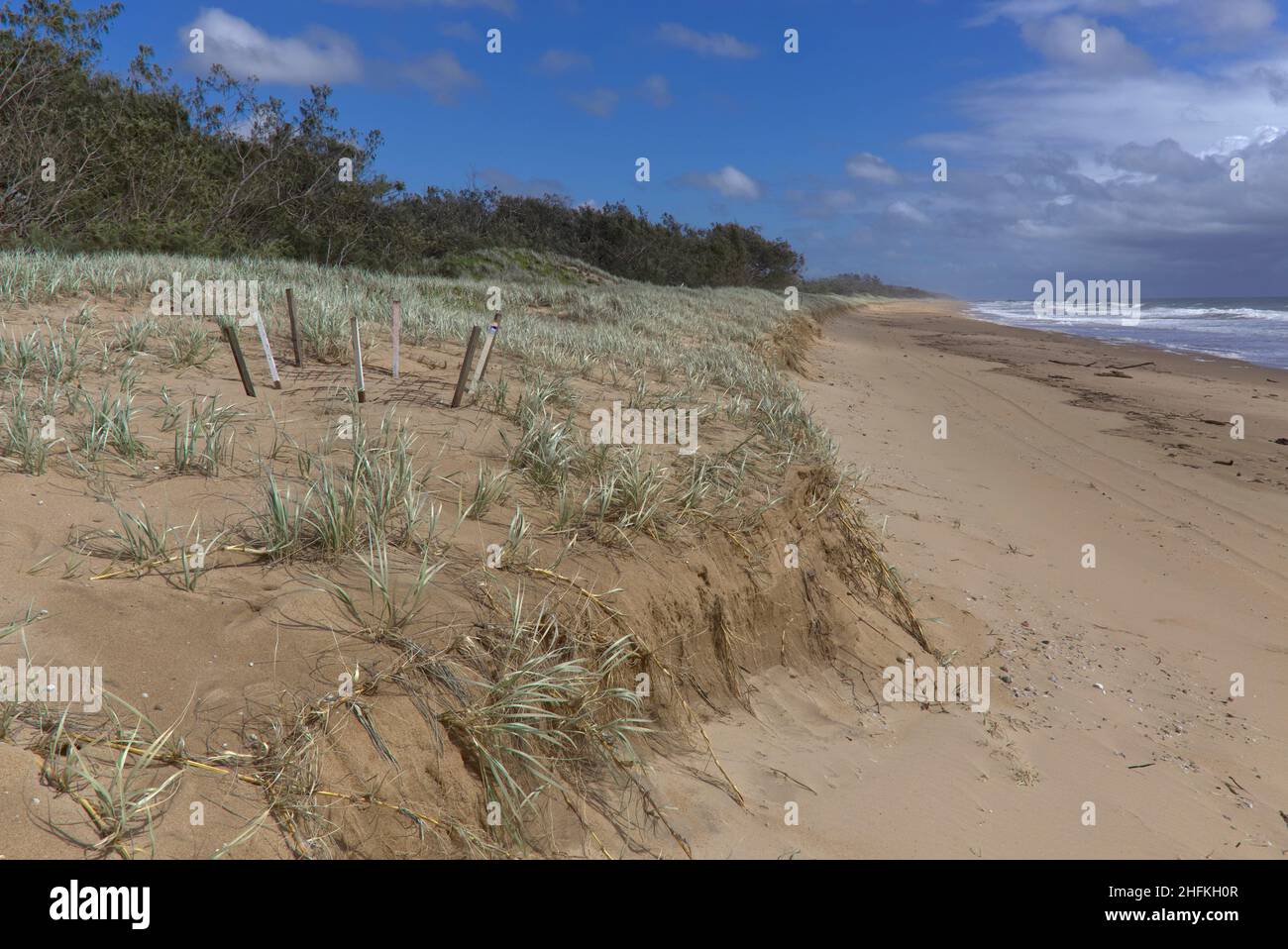 Siti di nidificazione delle tartarughe presso il Deepwater National Park Queensland Australia Foto Stock