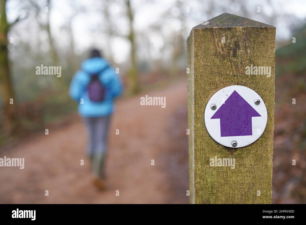 Segnavia Waymarker con freccia di colore viola su palo di legno con vista posteriore della rambla femmina che cammina lungo la campagna, sentiero boschivo. Foto Stock