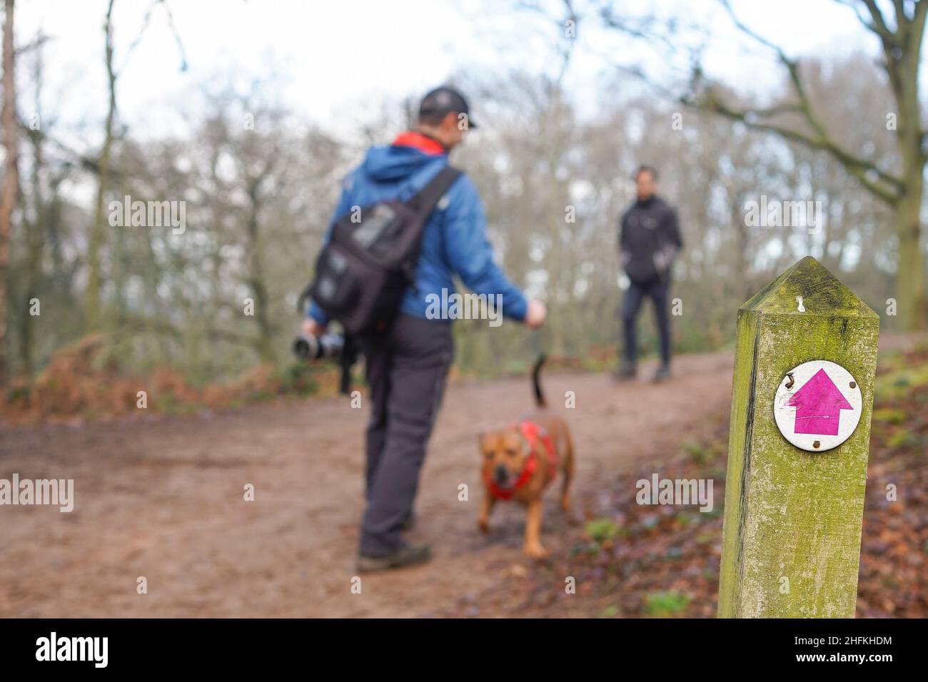 Primo piano della freccia rosa sul posto che segna il pubblico, sentiero di campagna a piedi / sentiero nella campagna boschiva del Regno Unito. Foto Stock