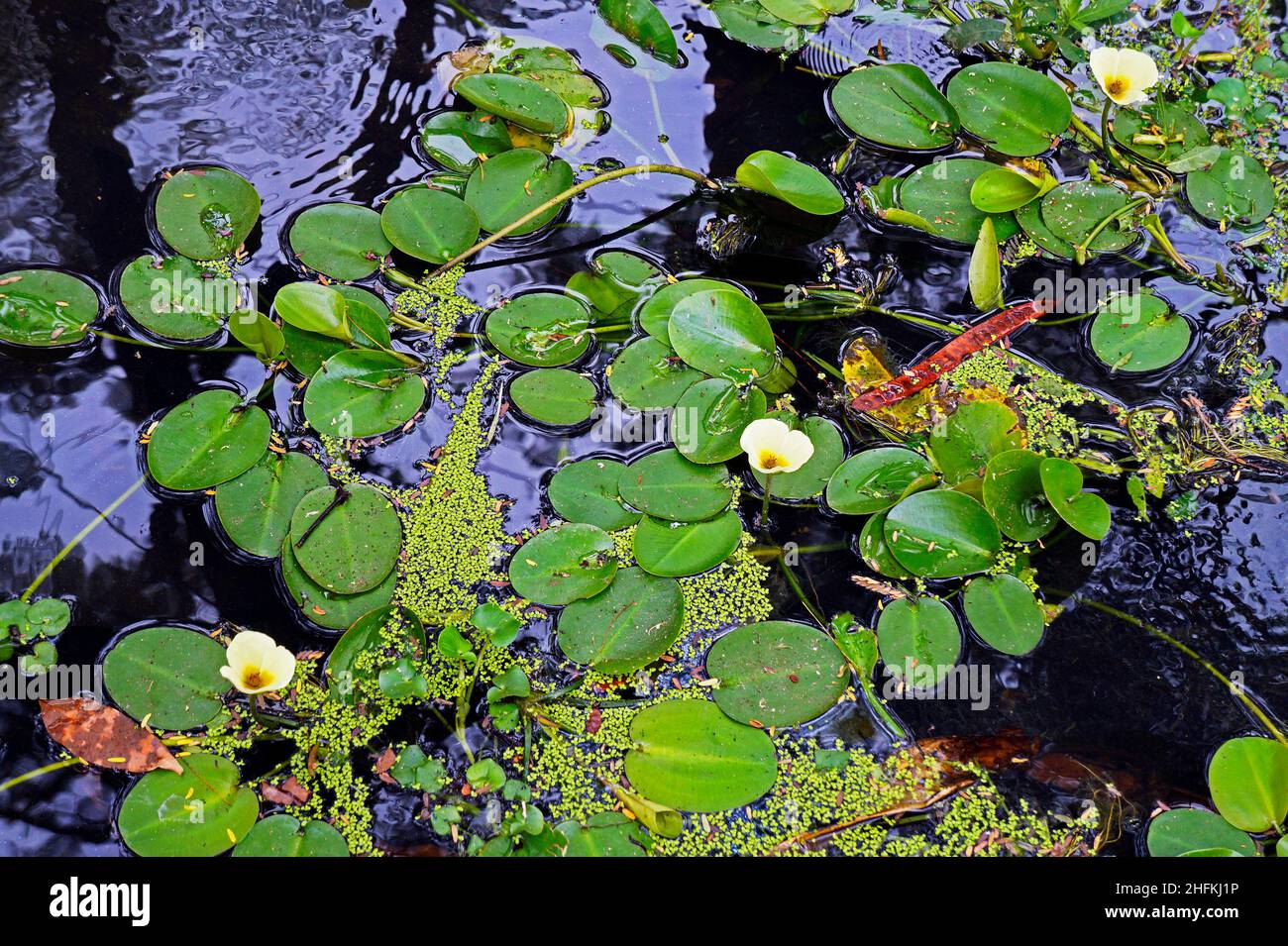 Fiore di papavero d'acqua (Hydrocleys nymphoides) Foto Stock