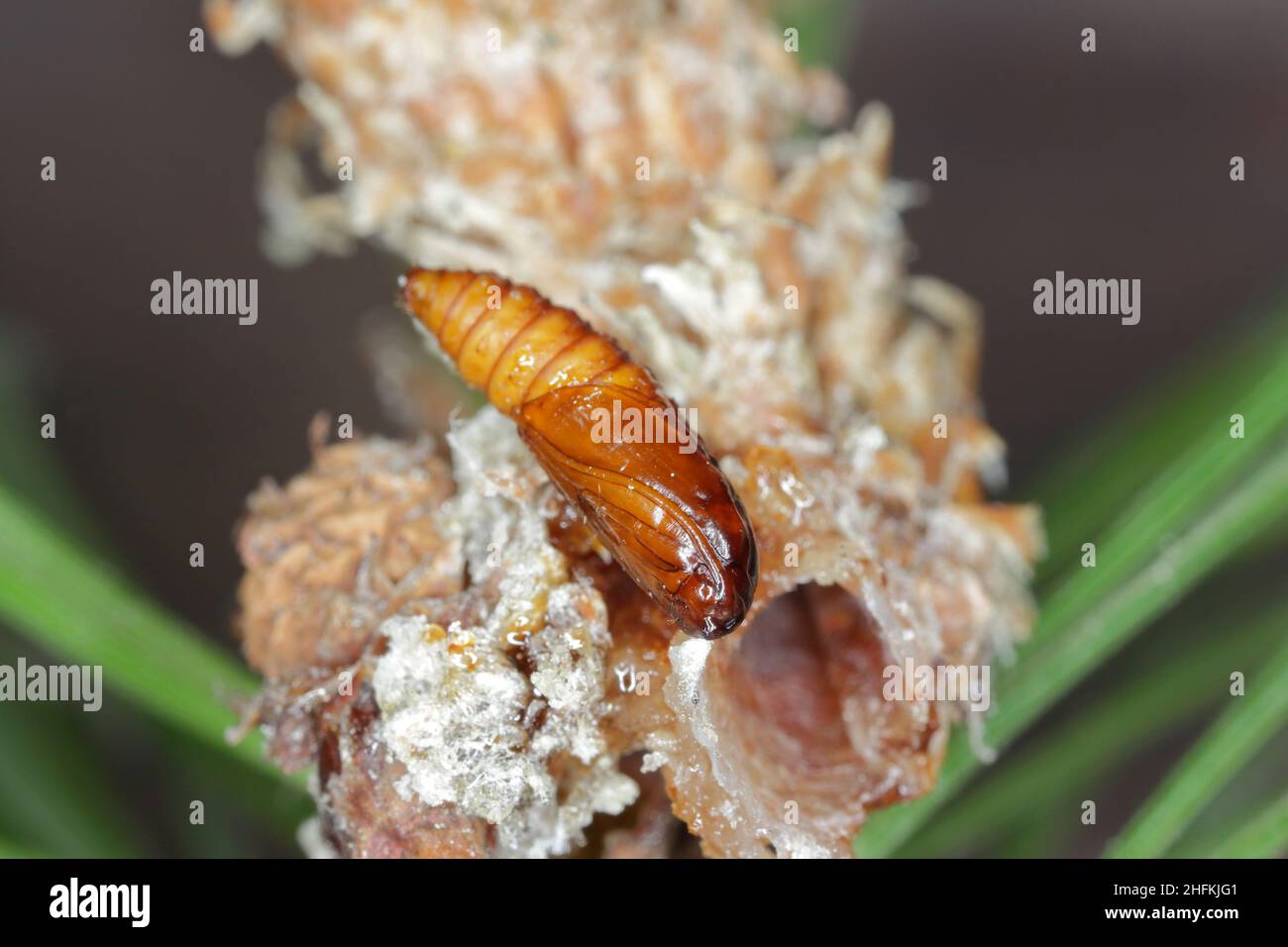 Pupa di Rhyacionia buoliana, la falce di pino, è una falce della famiglia Tortricidae. Le larve si nutrono di giovani germogli di pino. È un pericoloso parassita. Foto Stock